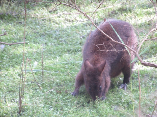 A pademelon in the wetlands