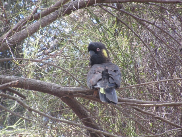 Black Cockatoo