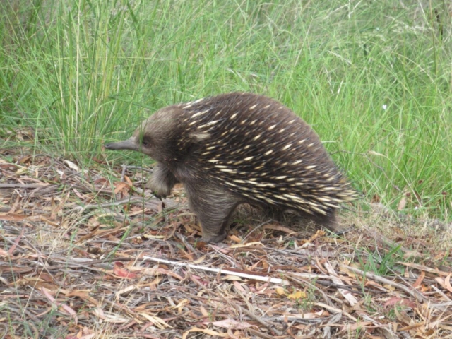 Echidna on the move