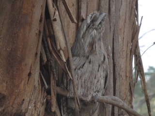 Close up of the tawny frogmouth