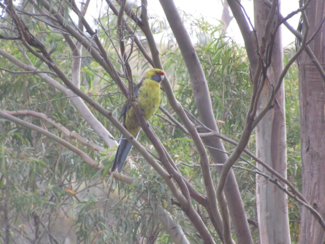 Green Rosella