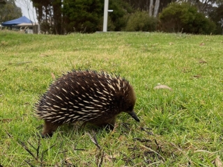 Echidna in the caravan park