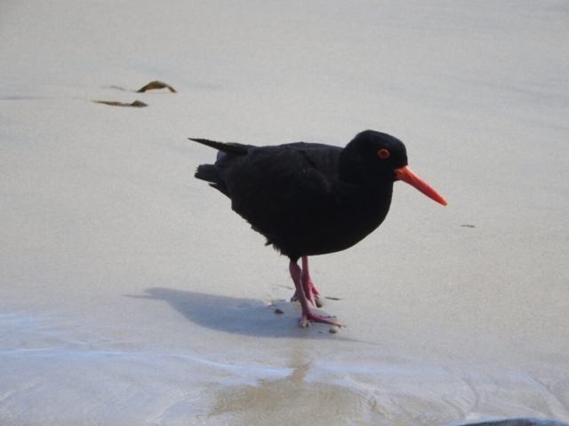 Sooty Oystercatcher