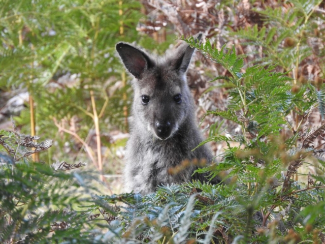 A wallaby in our garden