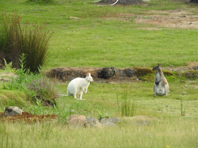 We finally found a white wallaby!