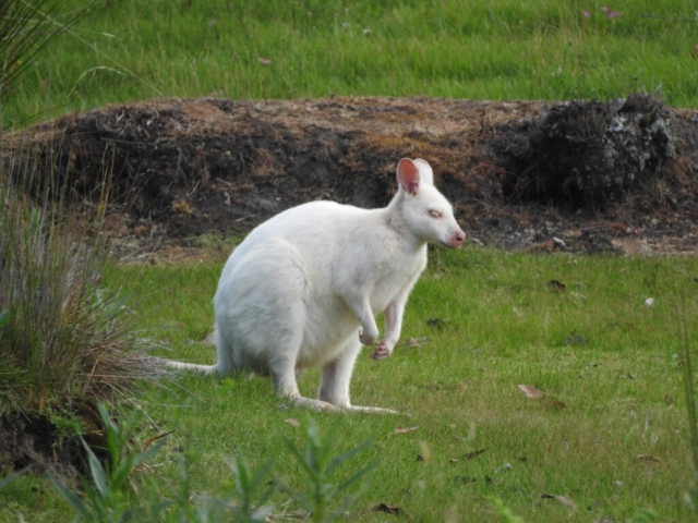 White wallaby on Bruny Island