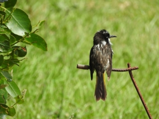 New Holland Honeyeater