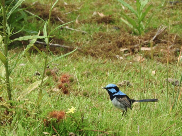 Fairy Wren in the gardens