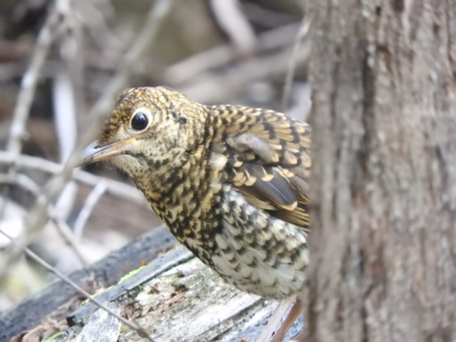 Bassian Thrush at Snug Falls