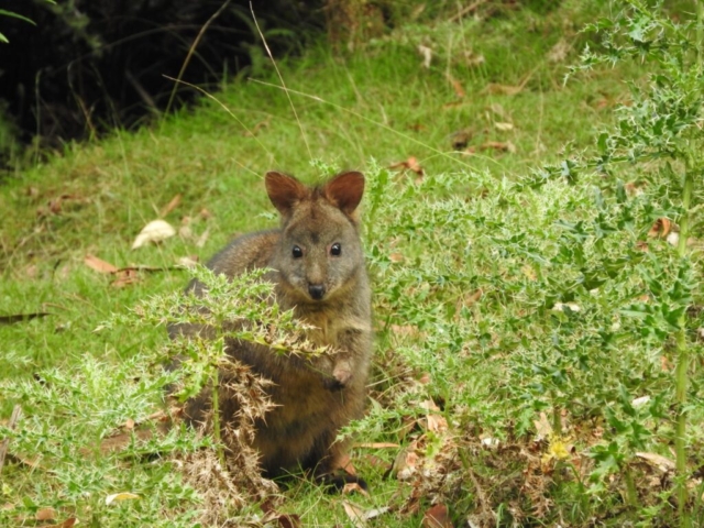 Pademelon