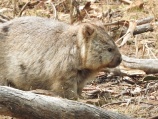 Our first wombat sighting