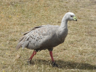 Magpie Goose