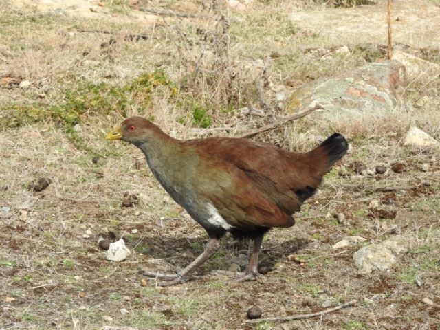 Tasmanian Native Hen