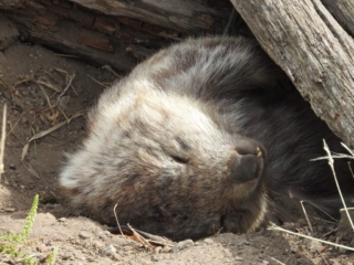 Sleeping wombat