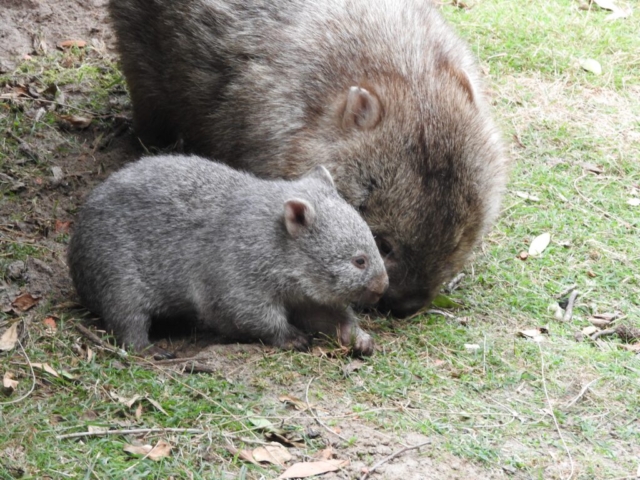 Wombat with baby