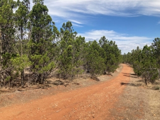 Some of the walking trails were along fire trails