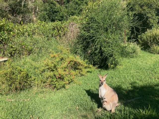 Wallaby in the back garden