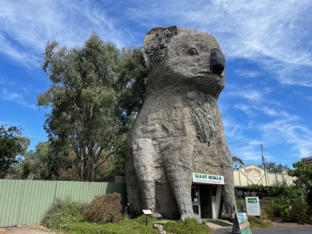 The Giant Koala at Dadswells Bridge