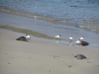 FIVE hooded plovers all at once!
