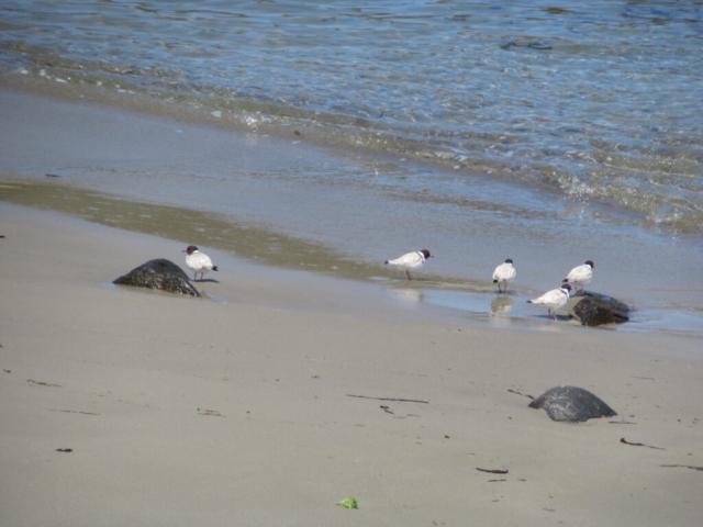 FIVE hooded plovers all at once!