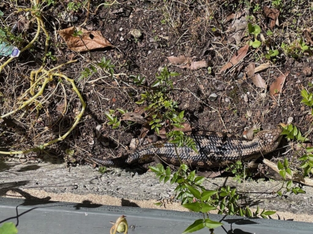 Our resident Blue Tongue Lizard