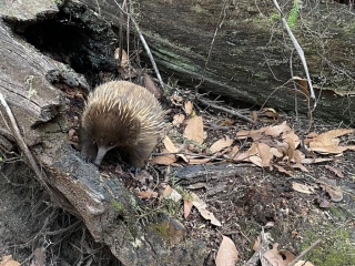 Echidna on the Snug Falls trail