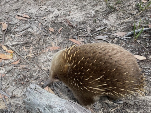 Echidna!