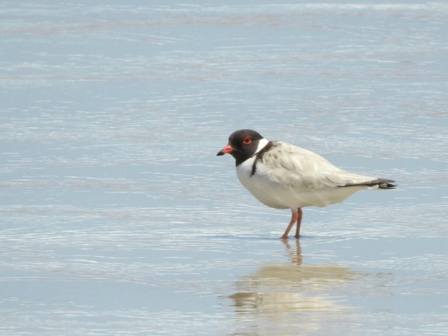 Hooded Plover