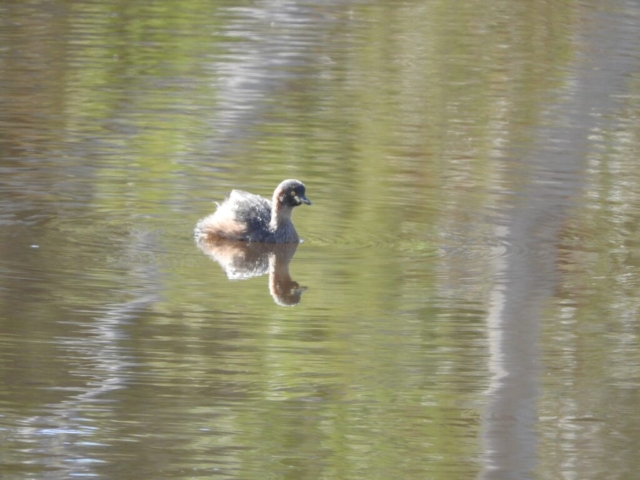 A grebe on the lake