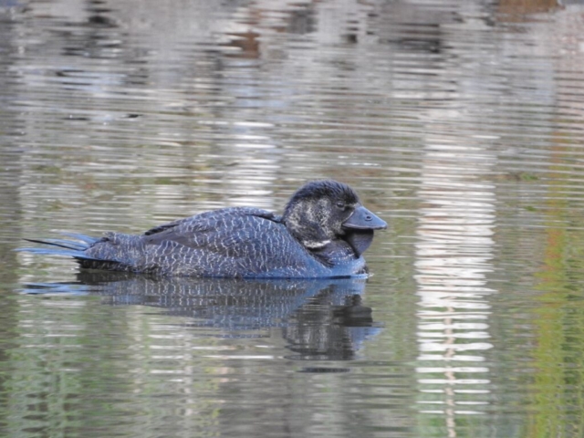 Musk Duck