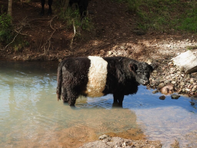 Cow in the water