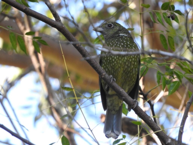 Green Catbird