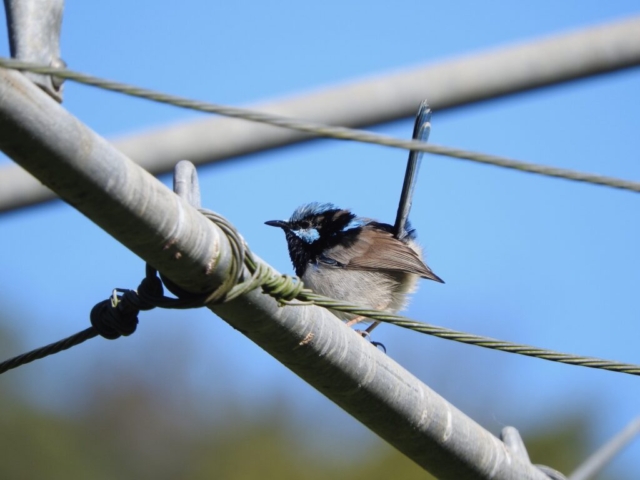 Superb Fairy Wren