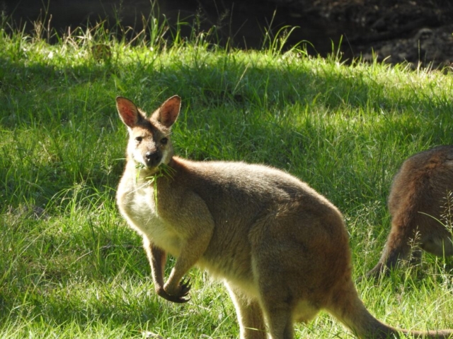 Wallaby