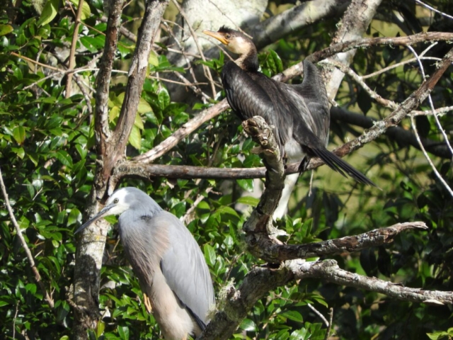 A heron and a cormorant by the dam