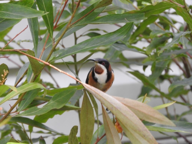 Eastern Spinebill