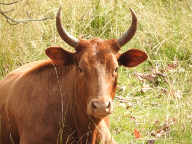 This cow is a dodgy invader cow and should not be here