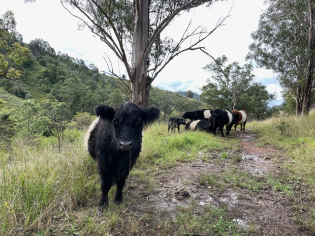 Curious cow