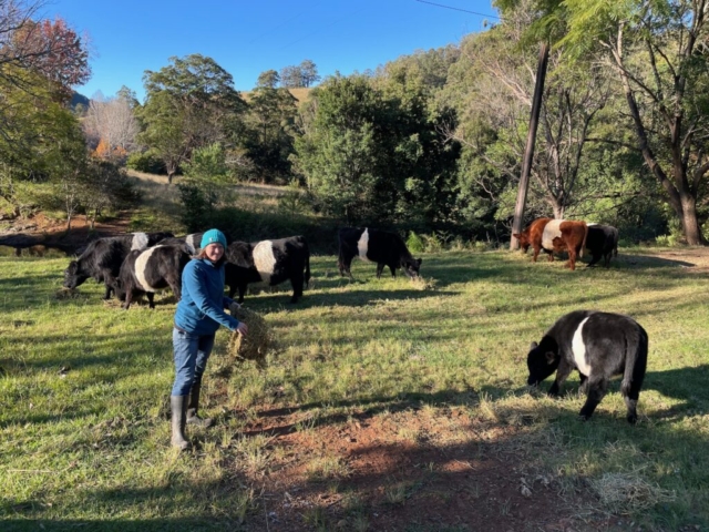 CC gives the cows some hay