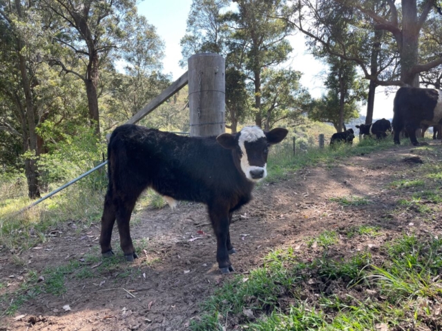 Cow on the road