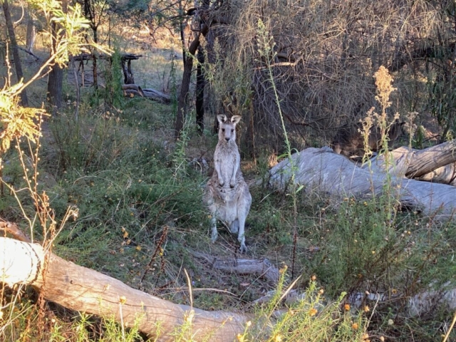 Kangaroo in Mount Ainslie Reserve