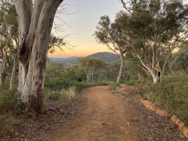 The way down the back of Mount Ainslie