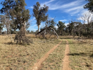 Track in Mulligans Flat