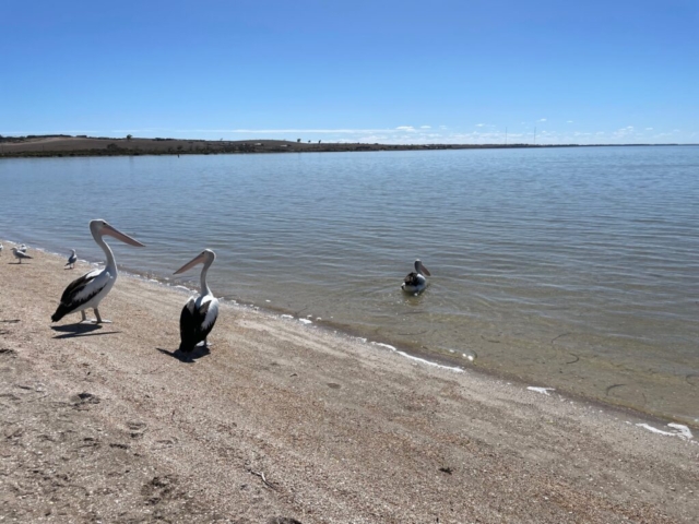 Pelicans on the beach at Streaky Bay