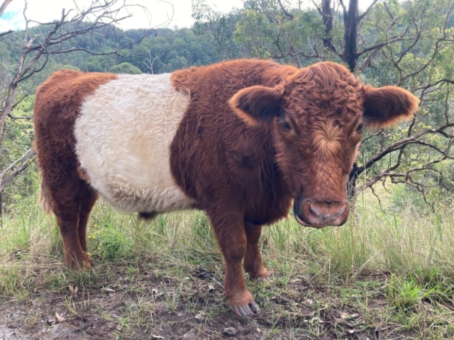 Brown Beltie