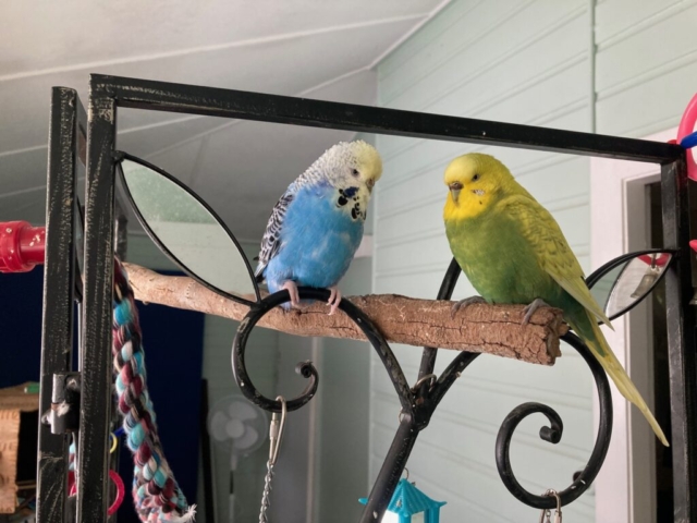 Budgies