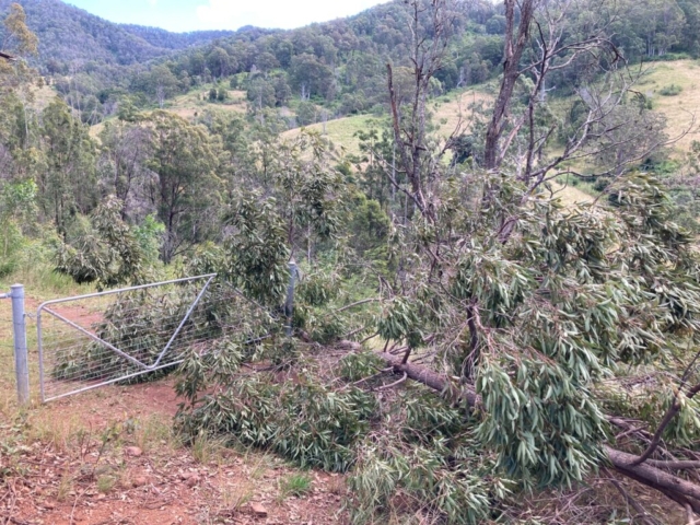 The fallen tree didn't quite trash the gate