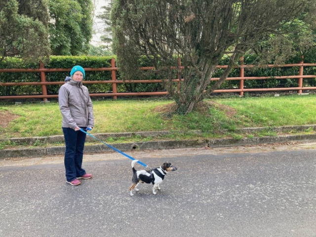 CC walks the dog