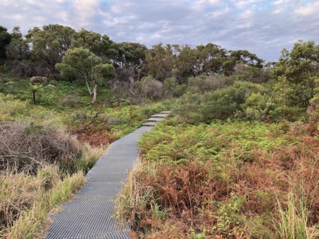 Track in Malabar Headland National Park