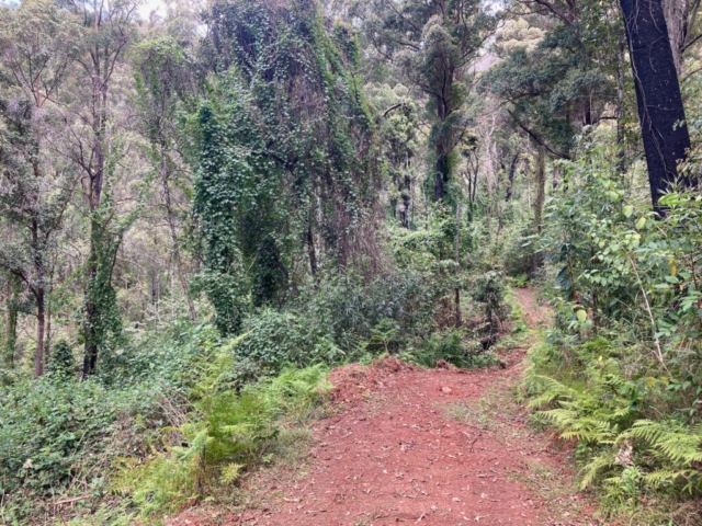 Rainforest trail